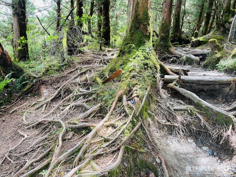 絕美高山湖泊【太平山翠峰湖】以及全球第一條寂靜山徑【翠峰湖環