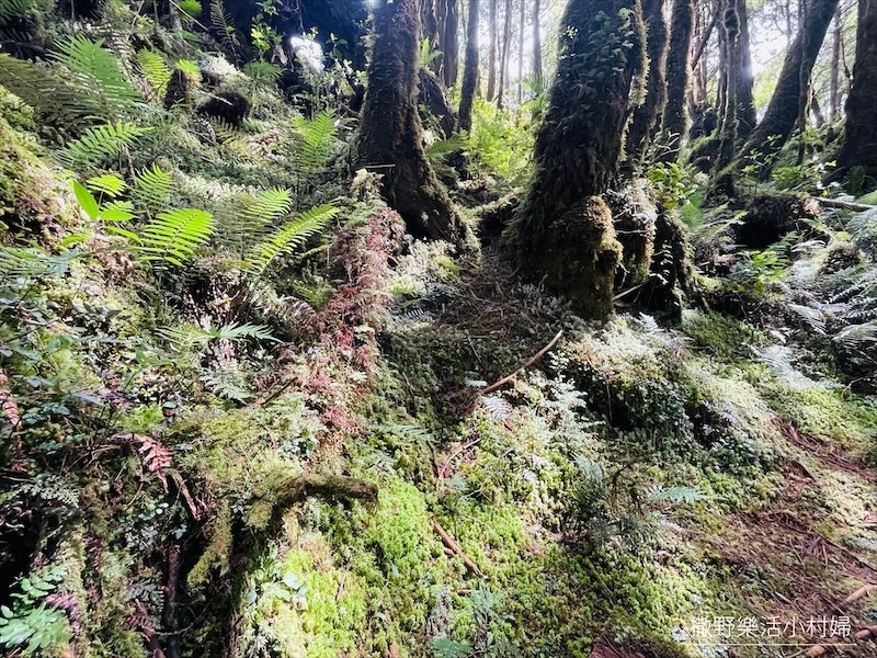 絕美高山湖泊【太平山翠峰湖】以及全球第一條寂靜山徑【翠峰湖環