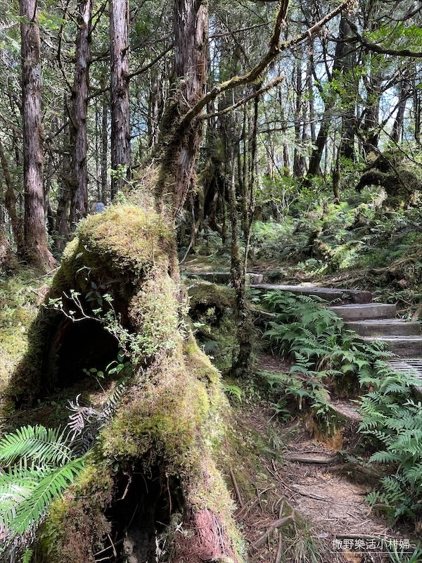 絕美高山湖泊【太平山翠峰湖】以及全球第一條寂靜山徑【翠峰湖環