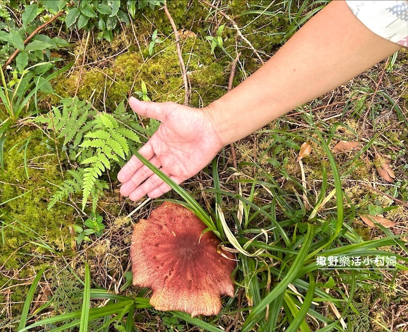 絕美高山湖泊【太平山翠峰湖】以及全球第一條寂靜山徑【翠峰湖環