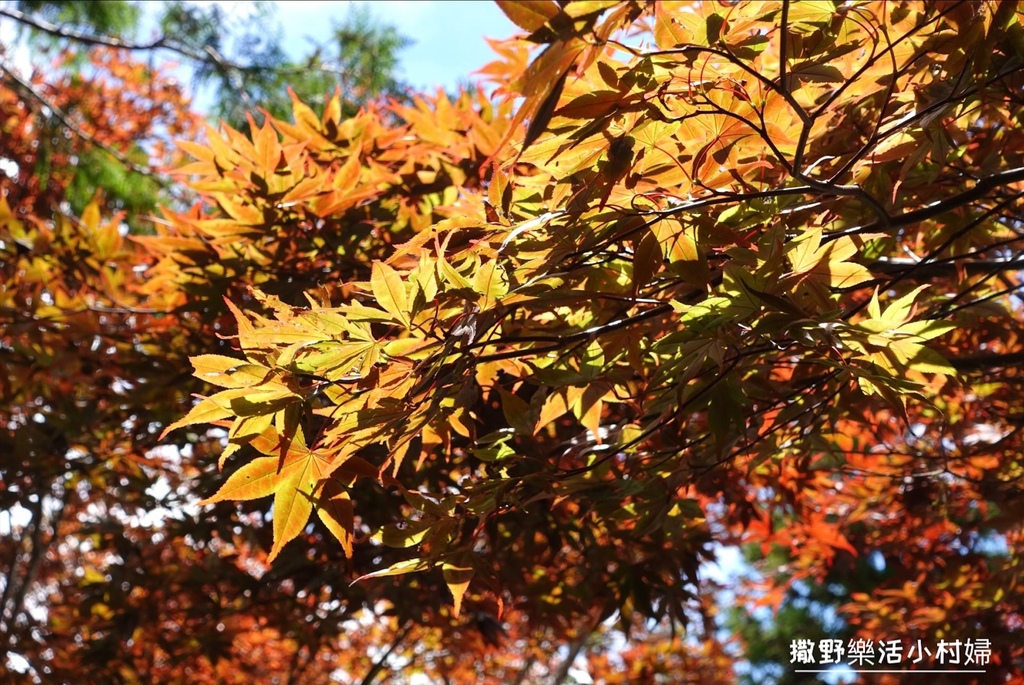 宜蘭縣最高廟宇《鎮安宮》具有靈氣，靜謐隱藏在深山之中，就在雲