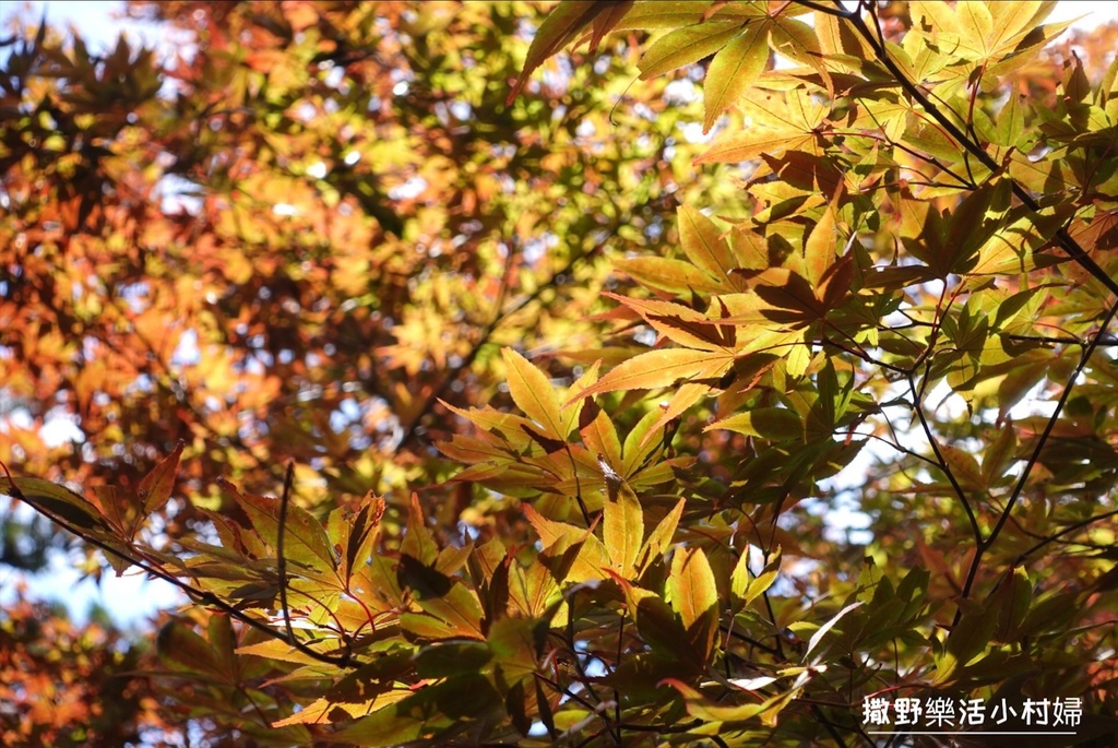 宜蘭縣最高廟宇《鎮安宮》具有靈氣，靜謐隱藏在深山之中，就在雲