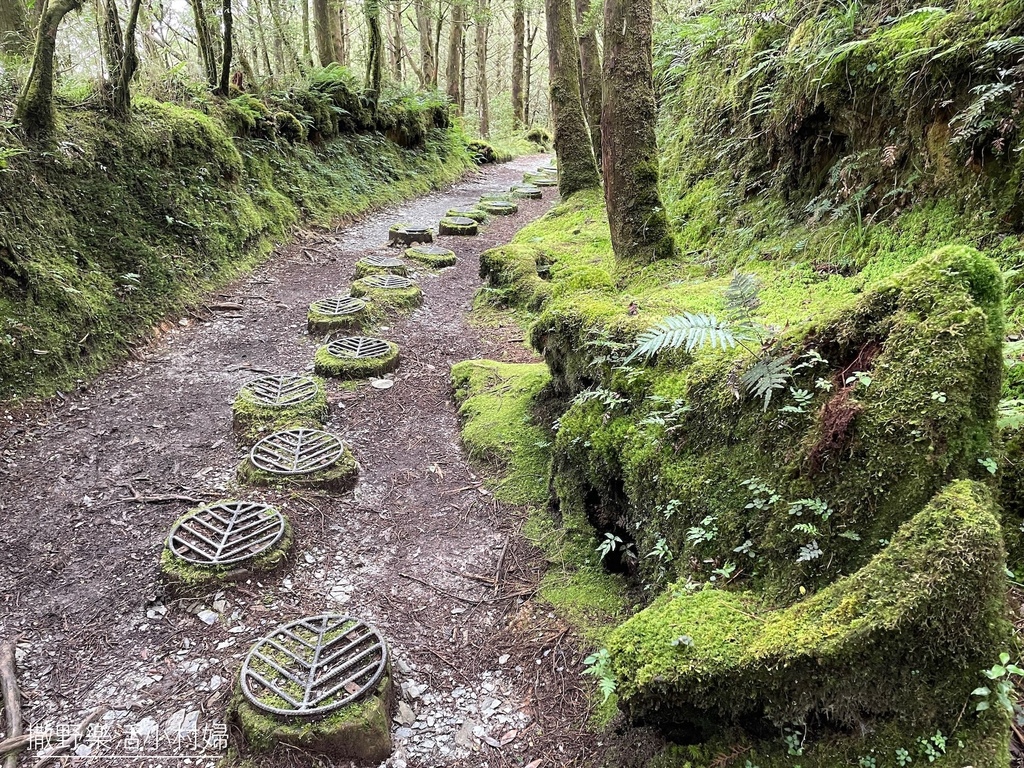山毛櫸國家步道,太平山國家森林遊樂區,翠峰湖,紅檜,扁柏,台灣山毛櫸,地衣植物,宜蘭,大同,宜蘭景點,大同景點,宜蘭步道,大同步道,宜蘭旅遊,大同旅遊,太平山森林遊樂區,太平山,山毛櫸樹林,檜木,山毛櫸