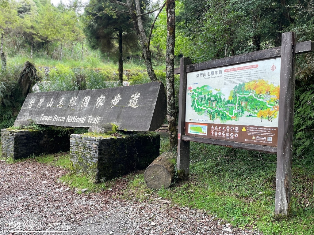 宜蘭景點》台灣山毛櫸國家步道｜走進太平山的檜木杉林裡，漫步在