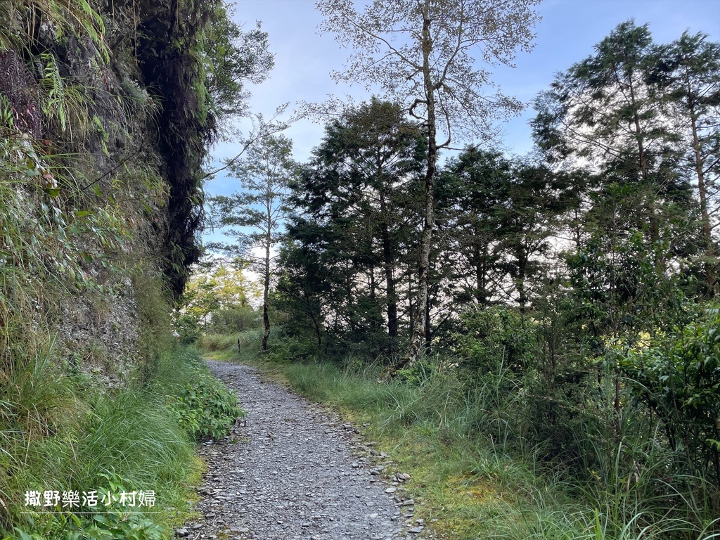 宜蘭景點》台灣山毛櫸國家步道｜走進太平山的檜木杉林裡，漫步在