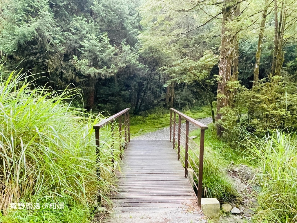 宜蘭景點》台灣山毛櫸國家步道｜走進太平山的檜木杉林裡，漫步在