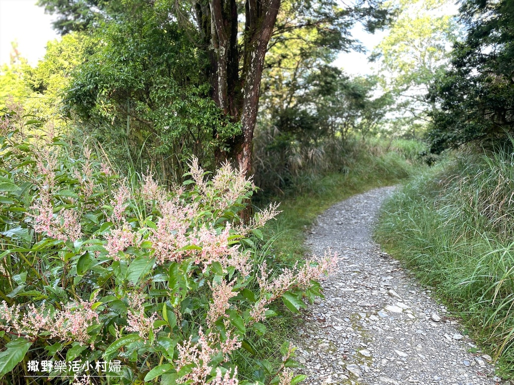 宜蘭景點》台灣山毛櫸國家步道｜走進太平山的檜木杉林裡，漫步在