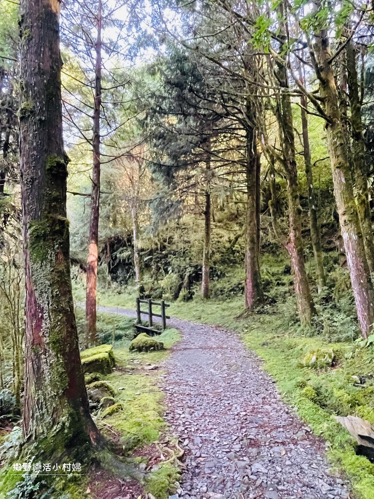 宜蘭景點》台灣山毛櫸國家步道｜走進太平山的檜木杉林裡，漫步在