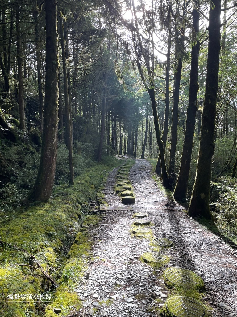 宜蘭景點》台灣山毛櫸國家步道｜走進太平山的檜木杉林裡，漫步在