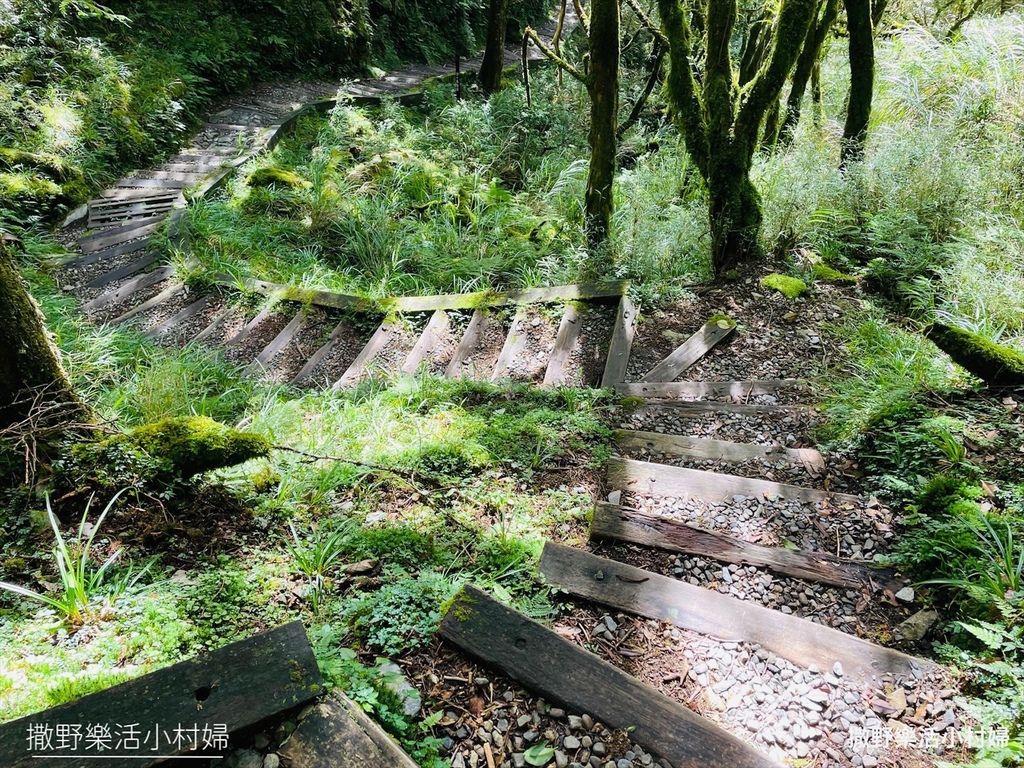 宜蘭景點》台灣山毛櫸國家步道｜走進太平山的檜木杉林裡，漫步在