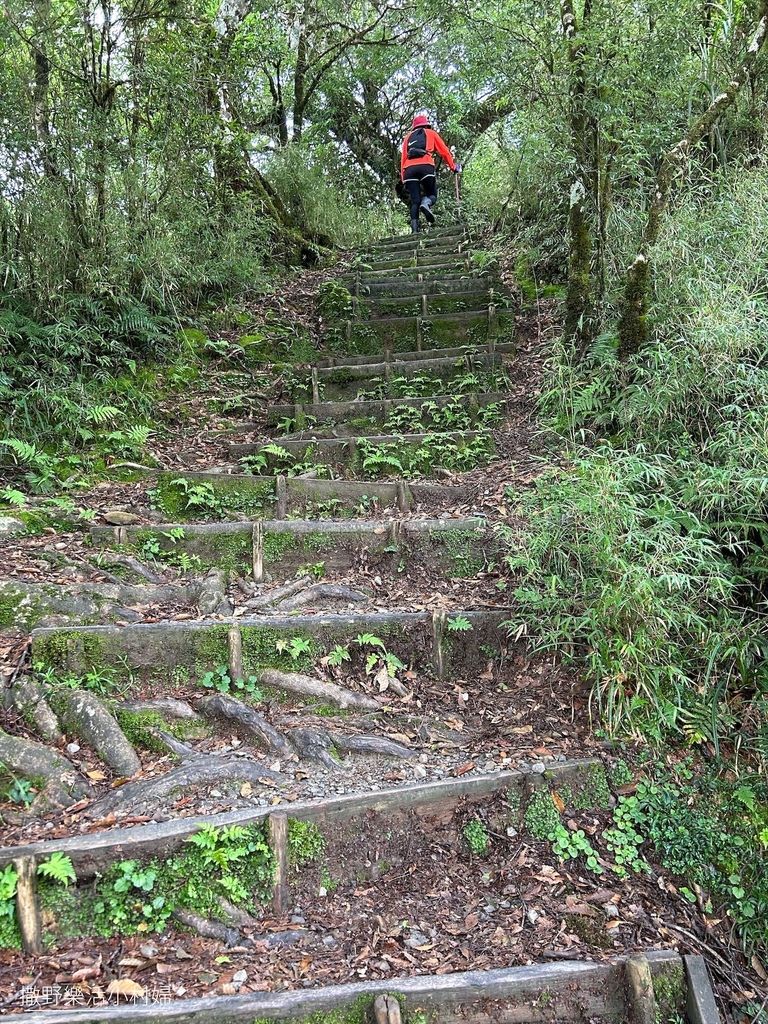 宜蘭景點》台灣山毛櫸國家步道｜走進太平山的檜木杉林裡，漫步在