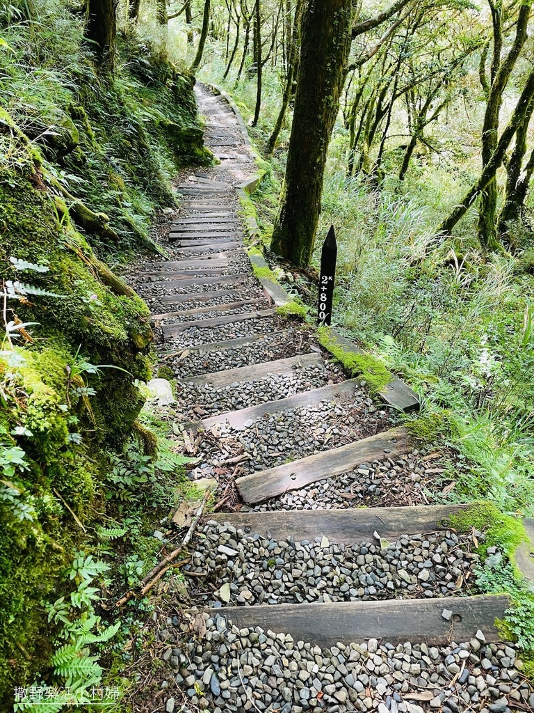 宜蘭景點》台灣山毛櫸國家步道｜走進太平山的檜木杉林裡，漫步在