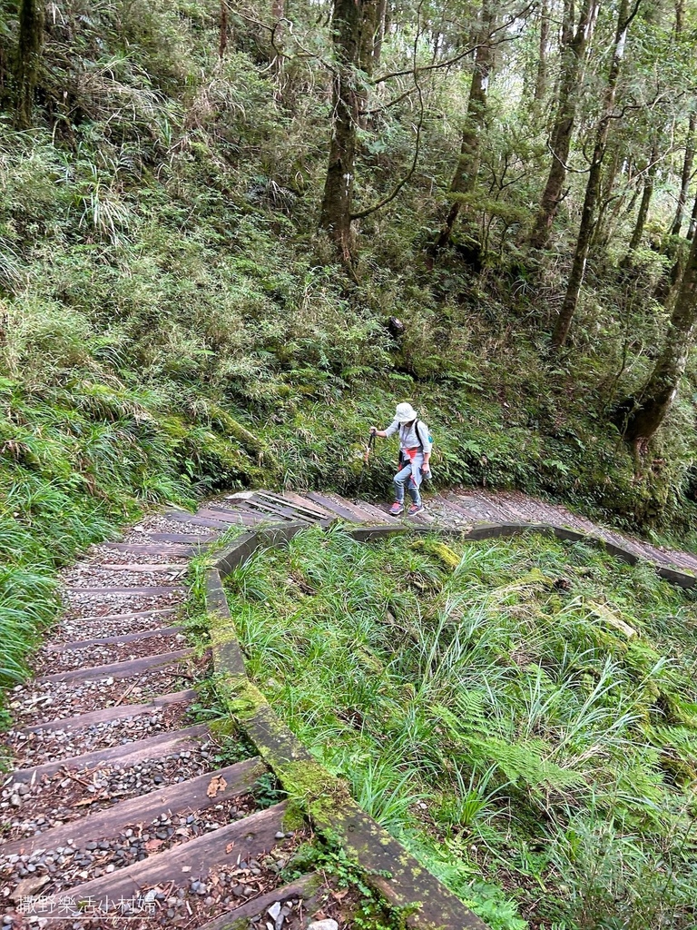 宜蘭景點》台灣山毛櫸國家步道｜走進太平山的檜木杉林裡，漫步在