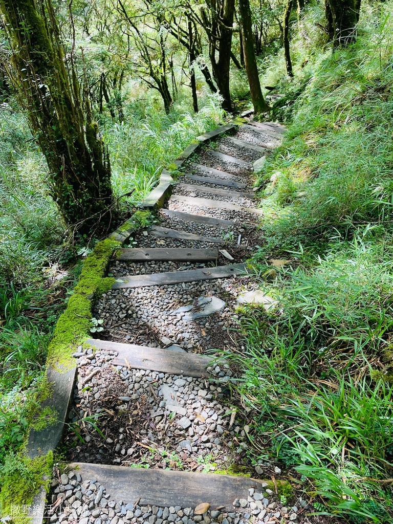 宜蘭景點》台灣山毛櫸國家步道｜走進太平山的檜木杉林裡，漫步在