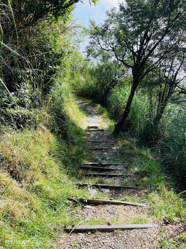 宜蘭景點》台灣山毛櫸國家步道｜走進太平山的檜木杉林裡，漫步在