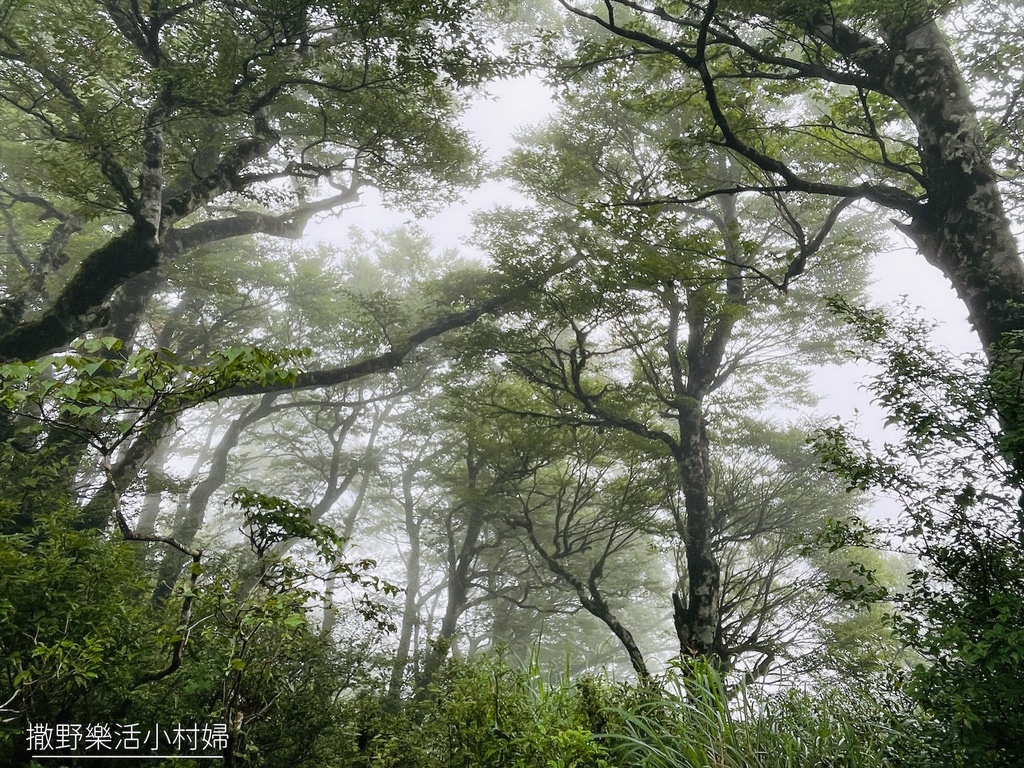 宜蘭景點》台灣山毛櫸國家步道｜走進太平山的檜木杉林裡，漫步在