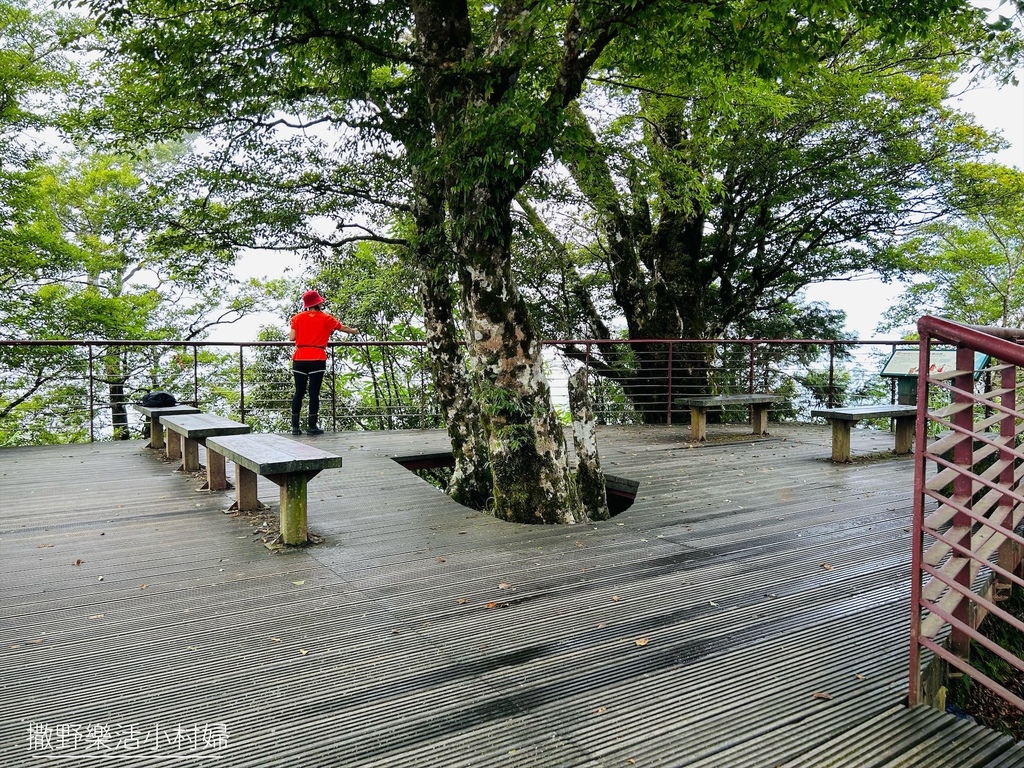 宜蘭景點》台灣山毛櫸國家步道｜走進太平山的檜木杉林裡，漫步在