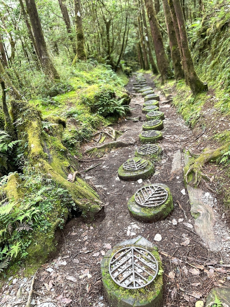 宜蘭景點》台灣山毛櫸國家步道｜走進太平山的檜木杉林裡，漫步在