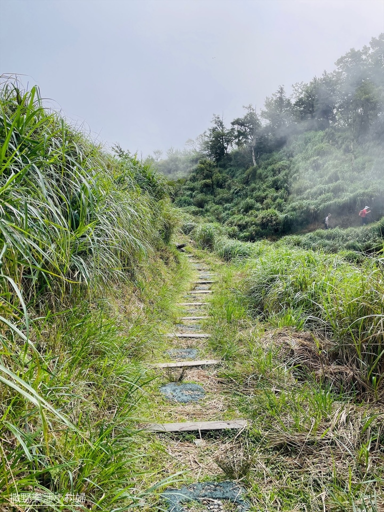 宜蘭景點》台灣山毛櫸國家步道｜走進太平山的檜木杉林裡，漫步在