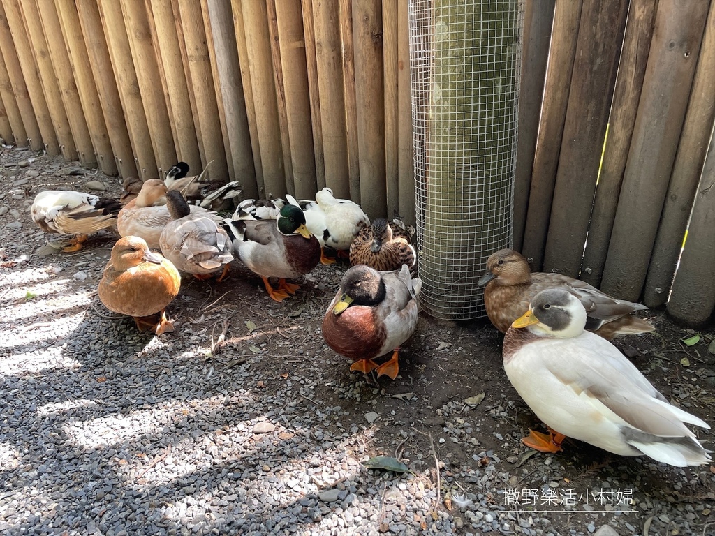 宜蘭》最新景點【水岸森林休閒農場_森林物語】超萌系可愛動物陪