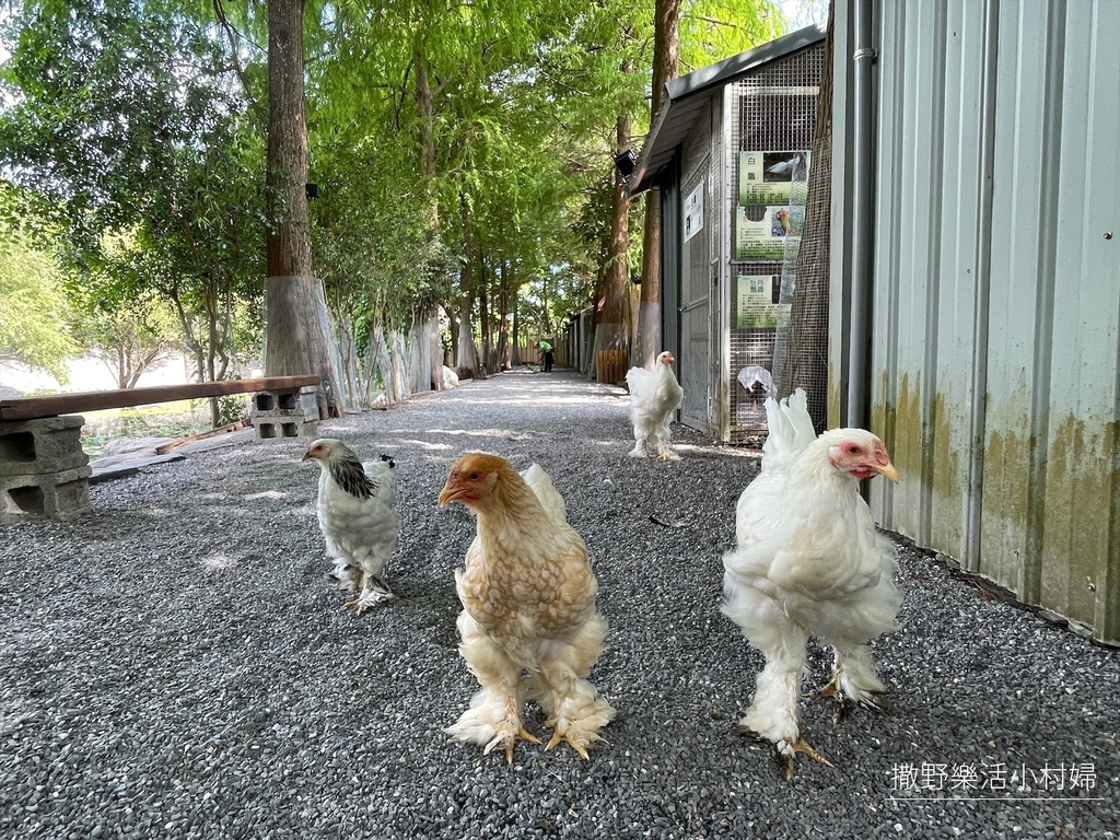 宜蘭》最新景點【水岸森林休閒農場_森林物語】超萌系可愛動物陪