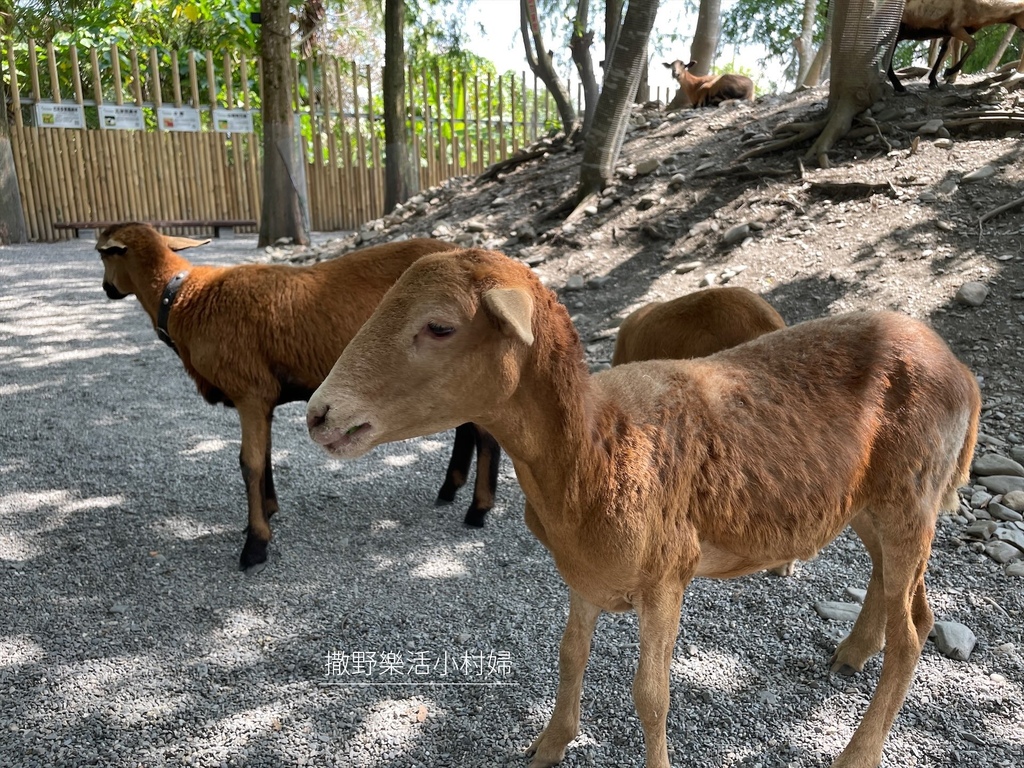 宜蘭》最新景點【水岸森林休閒農場_森林物語】超萌系可愛動物陪