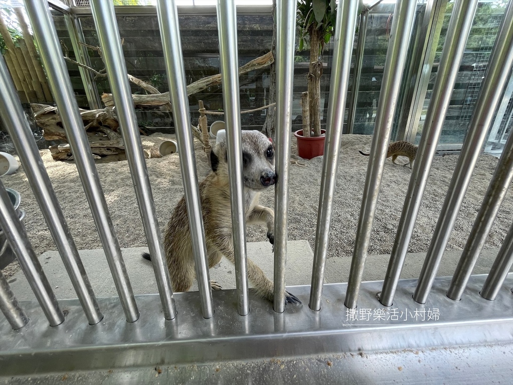 宜蘭》最新景點【水岸森林休閒農場_森林物語】超萌系可愛動物陪