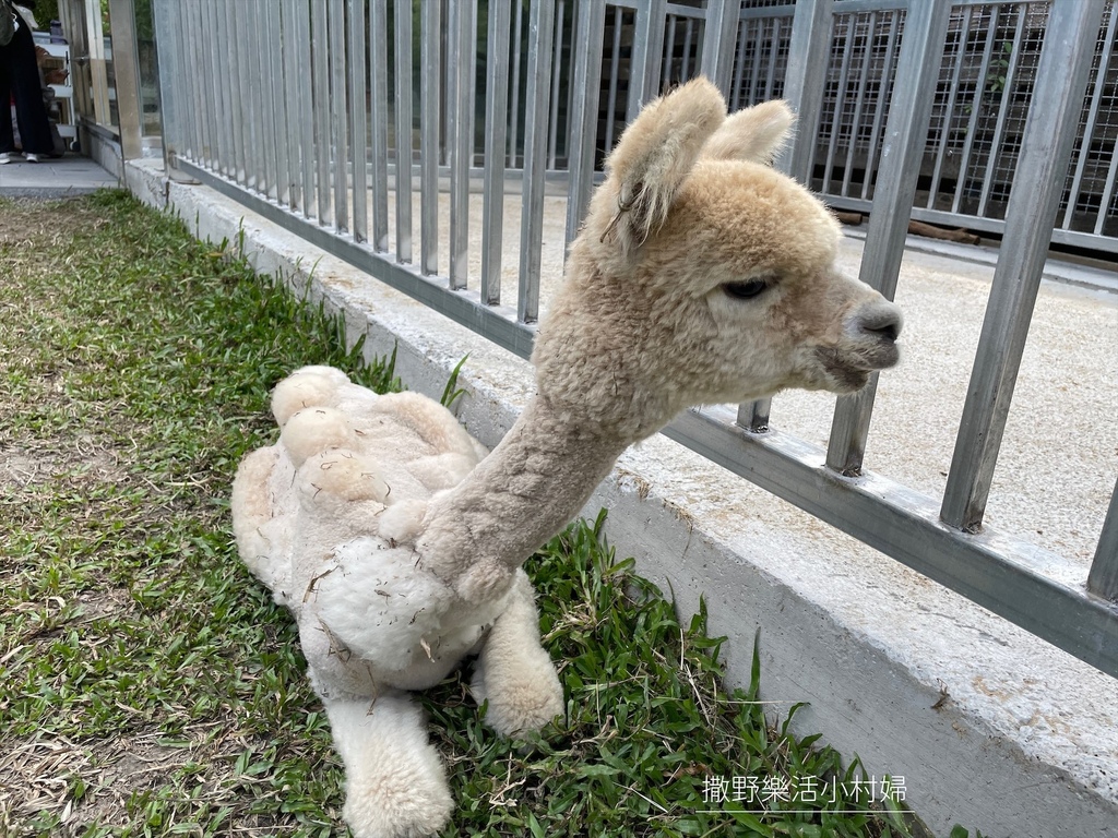 宜蘭》最新景點【水岸森林休閒農場_森林物語】超萌系可愛動物陪