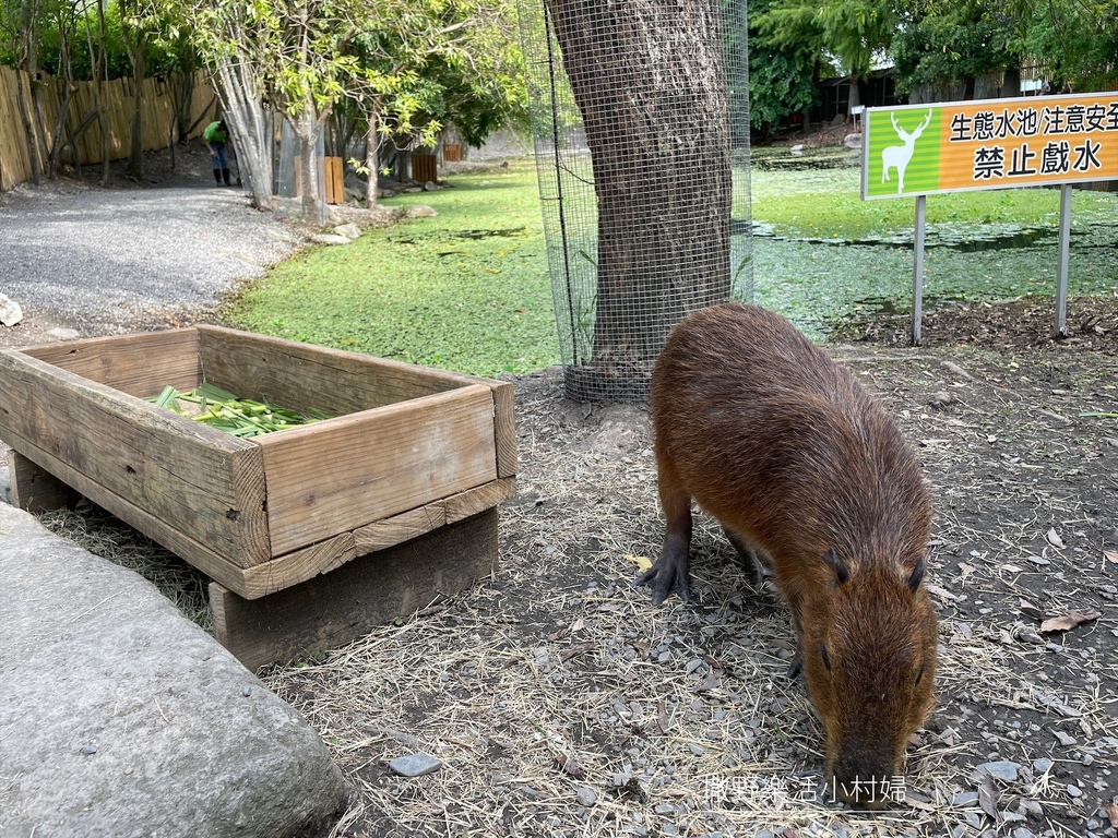 宜蘭》最新景點【水岸森林休閒農場_森林物語】超萌系可愛動物陪