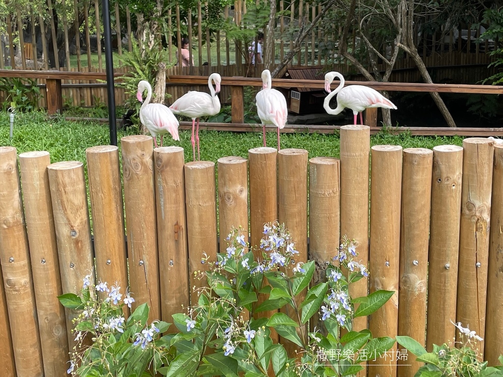 宜蘭》最新景點【水岸森林休閒農場_森林物語】超萌系可愛動物陪