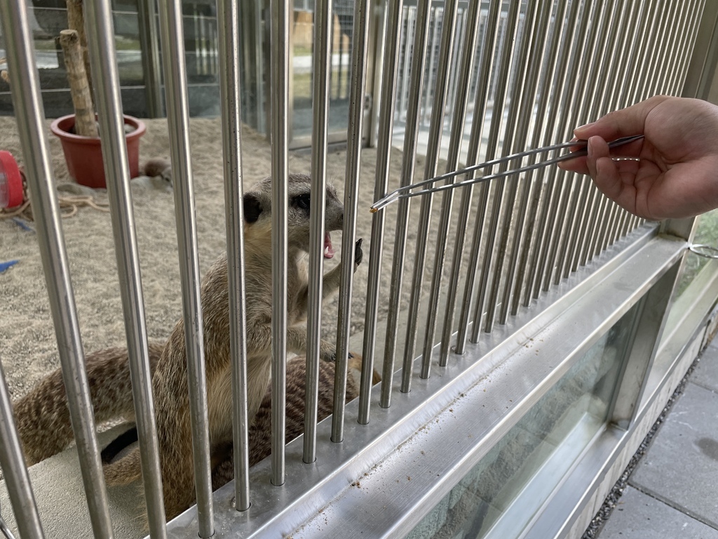 宜蘭》最新景點【水岸森林休閒農場_森林物語】超萌系可愛動物陪