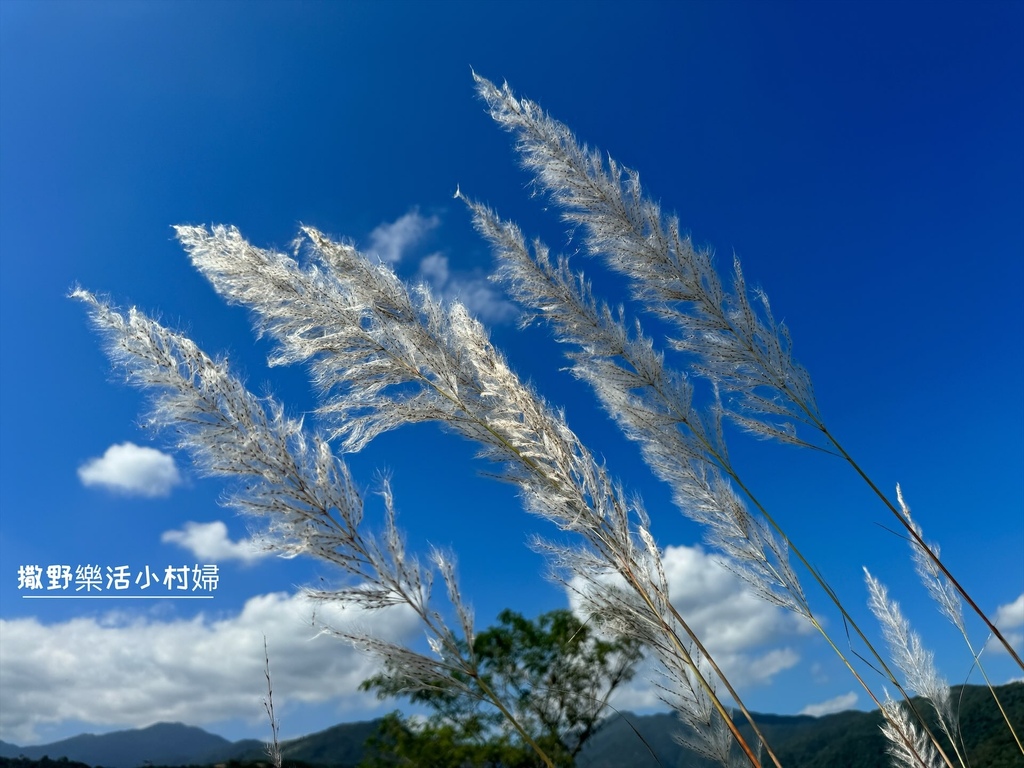 【蘭陽芒草季】秋季雪白芒花隨風搖曳浪漫一片，宜蘭賞芒秘境｜壯