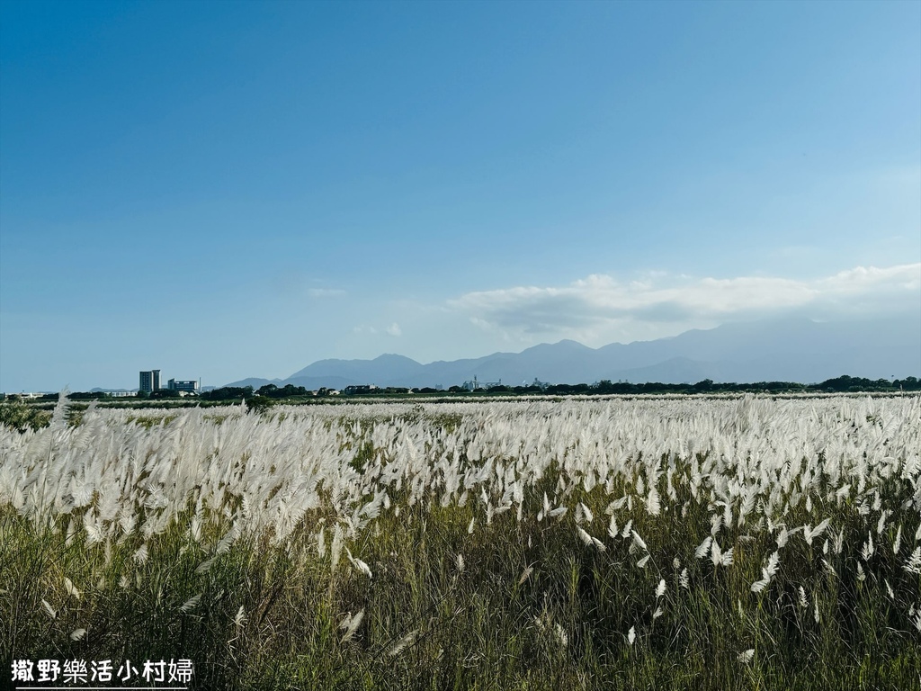 【蘭陽芒草季】秋季雪白芒花隨風搖曳浪漫一片，宜蘭賞芒秘境｜壯