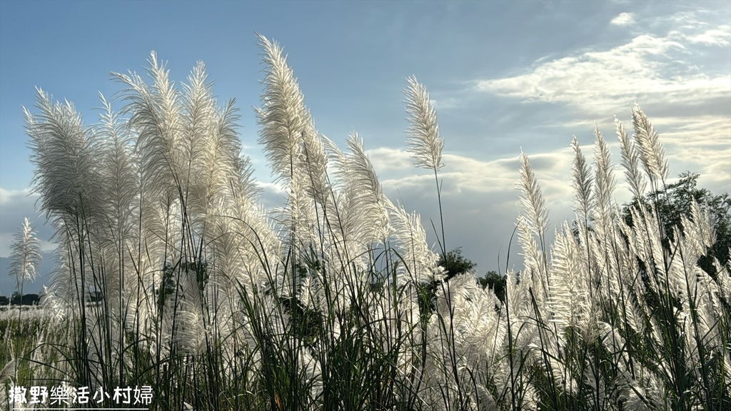 【蘭陽芒草季】秋季雪白芒花隨風搖曳浪漫一片，宜蘭賞芒秘境｜壯