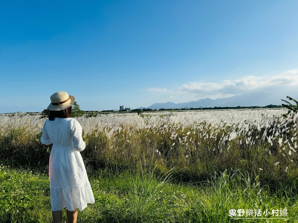 【蘭陽芒草季】秋季雪白芒花隨風搖曳浪漫一片，宜蘭賞芒秘境｜壯