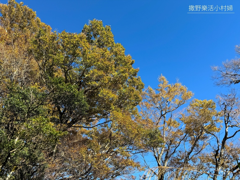 季節限定黃金森林秘境【台灣山毛櫸步道】交通及攻略｜宜蘭太平山