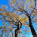 宜蘭》台灣山毛櫸國家步道｜尋訪冰河時期孑遺的珍貴樹種，走進太