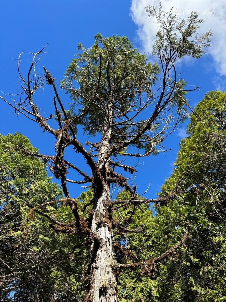 宜蘭旅遊》沿途生態豐富幽美【望洋山步道】觀日出望海洋，步道好