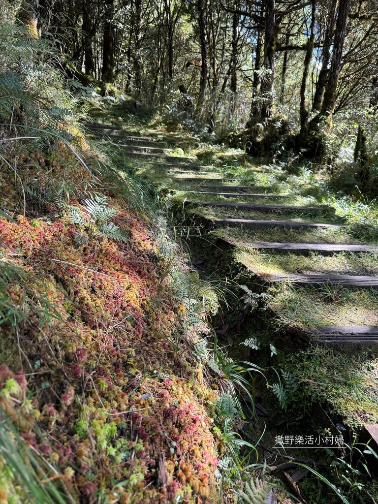 宜蘭旅遊》沿途生態豐富幽美【望洋山步道】觀日出望海洋，步道好