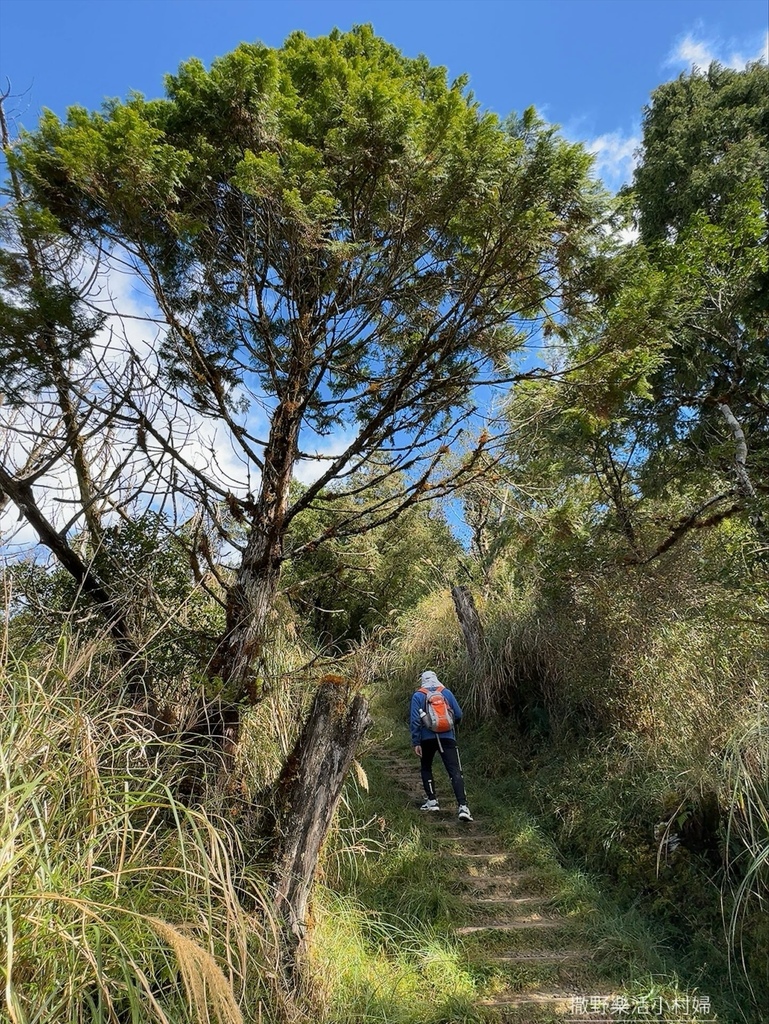 宜蘭旅遊》沿途生態豐富幽美【望洋山步道】觀日出望海洋，步道好