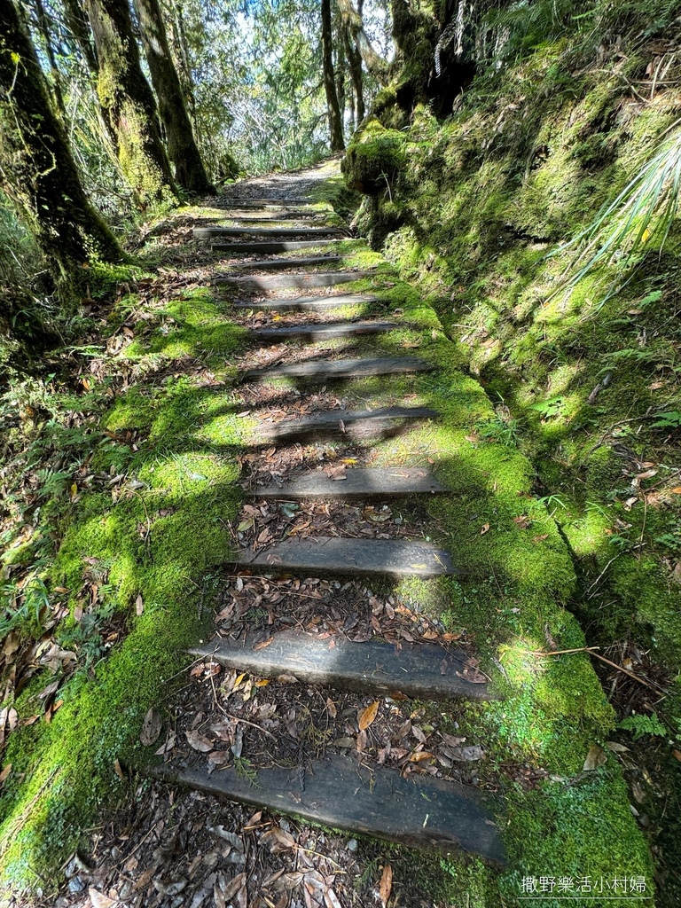 宜蘭旅遊》沿途生態豐富幽美【望洋山步道】觀日出望海洋，步道好