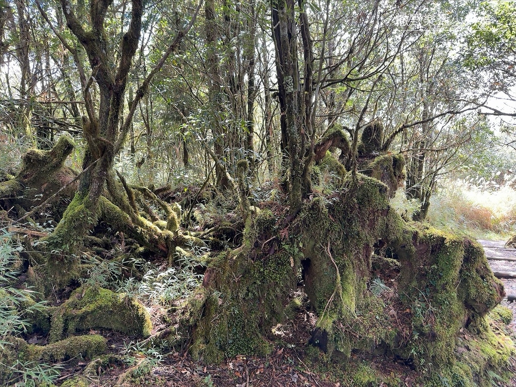 宜蘭旅遊》沿途生態豐富幽美【望洋山步道】觀日出望海洋，步道好