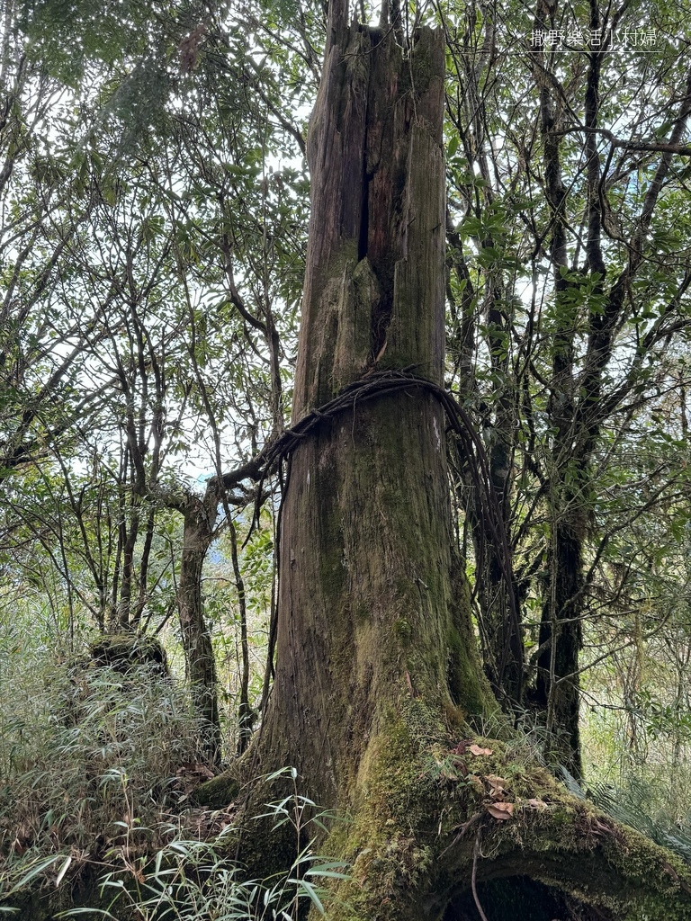 宜蘭旅遊》沿途生態豐富幽美【望洋山步道】觀日出望海洋，步道好