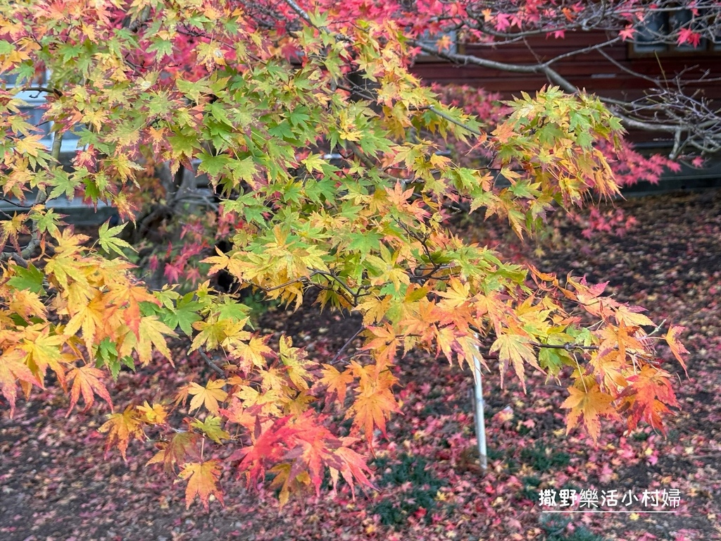 全台最高賞楓景點【福壽山農場】每年必追的魔幻楓紅美景，沉醉在