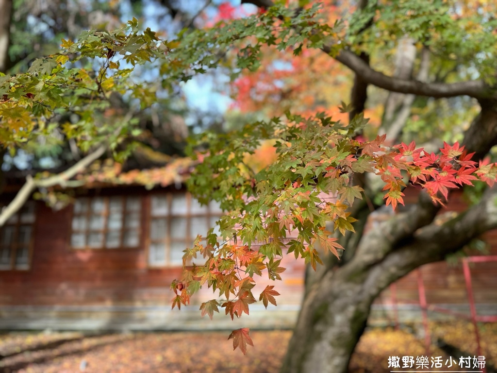 全台最高賞楓景點【福壽山農場】每年必追的魔幻楓紅美景，沉醉在