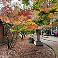 久違新中橫【塔塔加、特富野古道】快閃清境/合歡山暗空公園/鳶