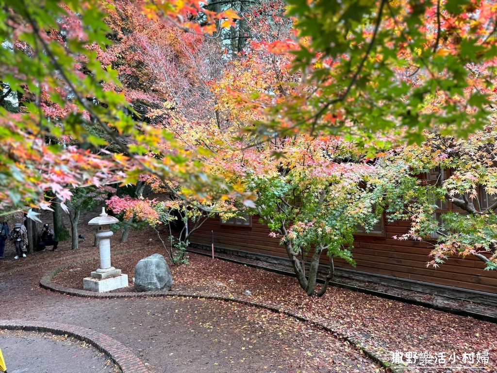 全台最高賞楓景點【福壽山農場】每年必追的魔幻楓紅美景，沉醉在