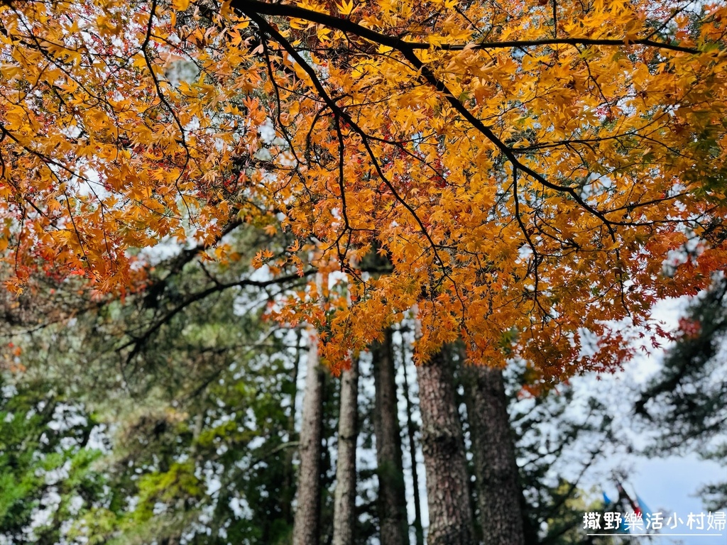 全台最高賞楓景點【福壽山農場】每年必追的魔幻楓紅美景，沉醉在