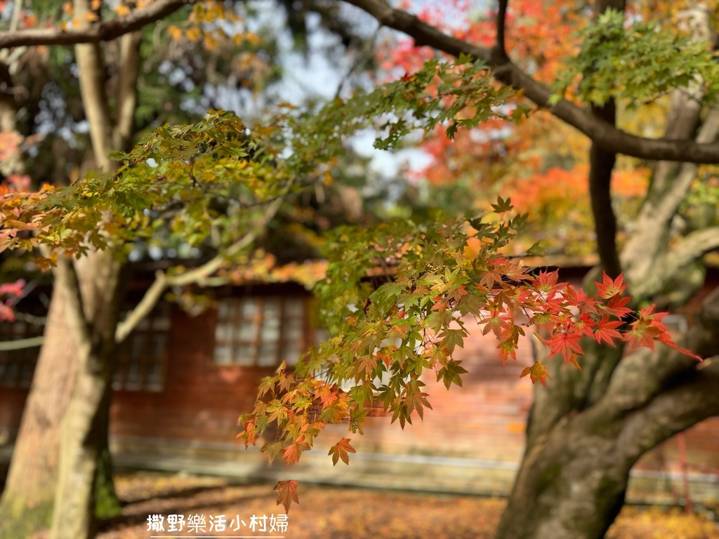 全台最高賞楓景點【福壽山農場】每年必追的魔幻楓紅美景，沉醉在