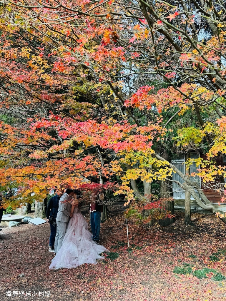 全台最高賞楓景點【福壽山農場】每年必追的魔幻楓紅美景，沉醉在